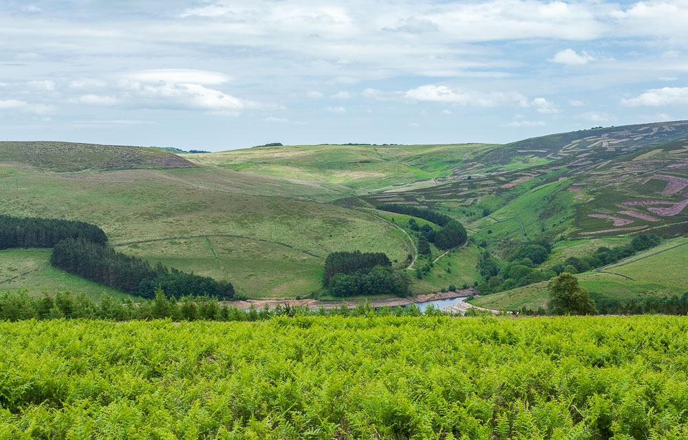 Wild Moor
